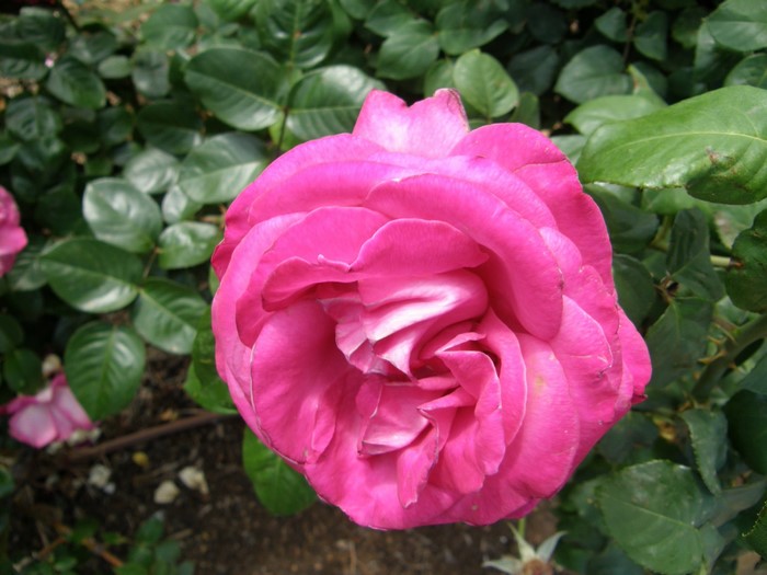 Close-up of a vibrant pink rose in bloom