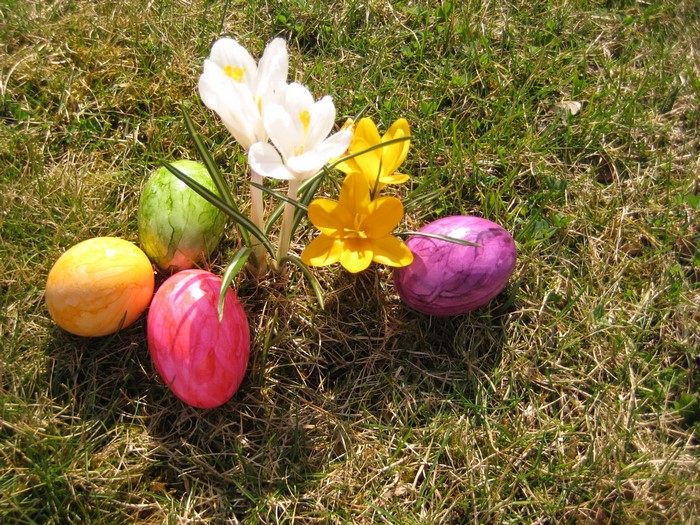 Easter eggs and crocuses on grass