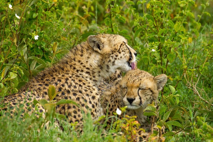 Cheetah mother grooming her cub in green foliage