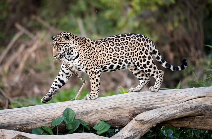 Jaguar walking on a log with a stick in its mouth