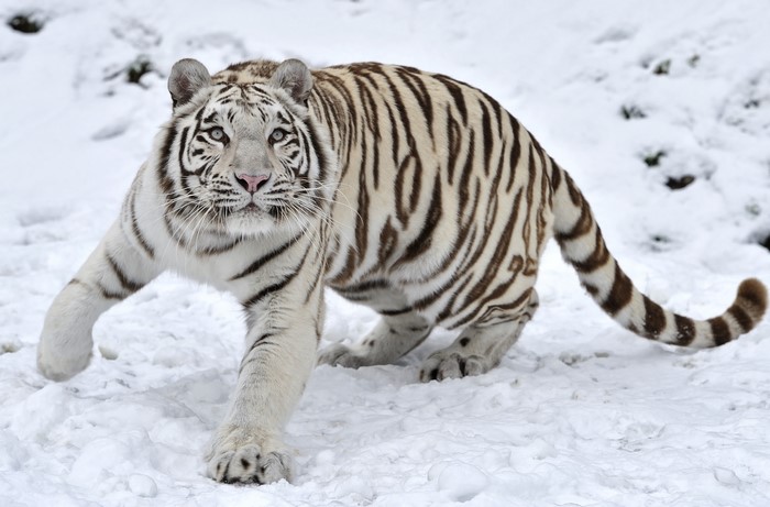 White tiger walking in the snow