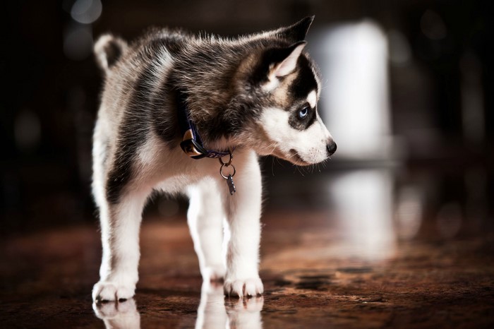 Husky puppy with blue eyes wearing a collar