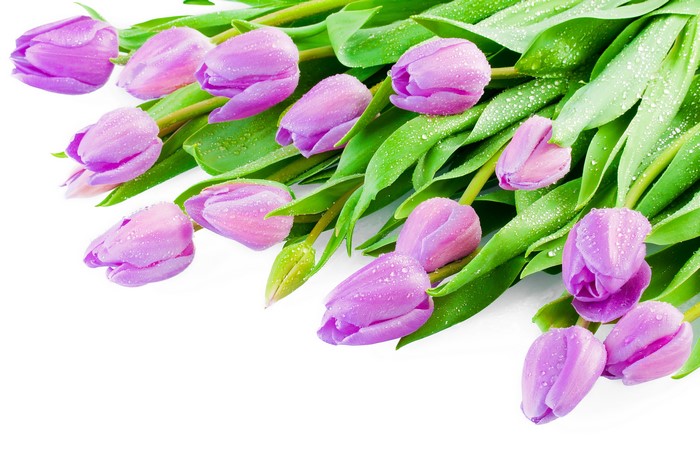 Violet Tulips with Water Drops