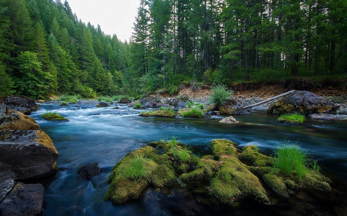 River flowing through a forest with mossy rocks