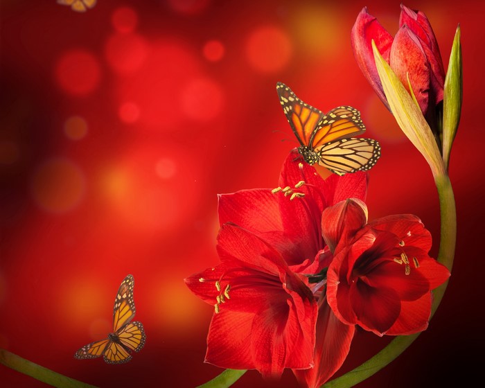 Butterflies on Red Amaryllis Flowers