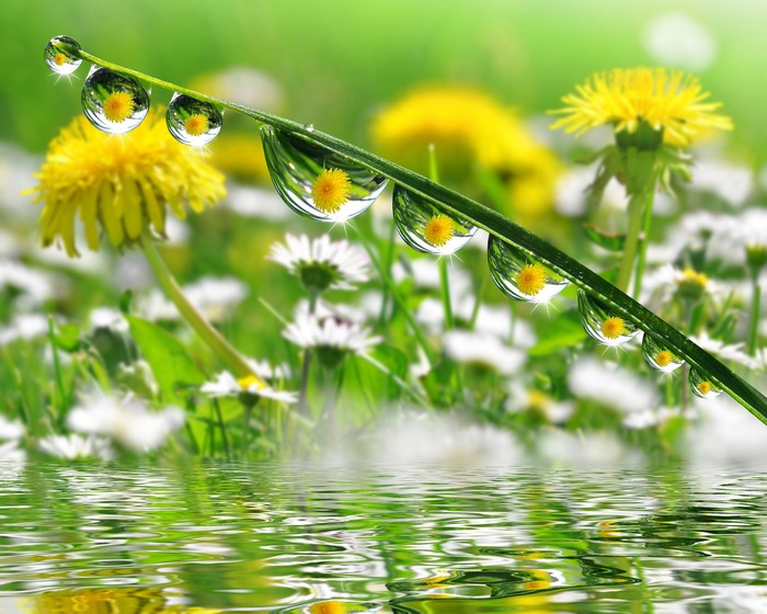 Dandelion and Daisy Field with Water Droplets