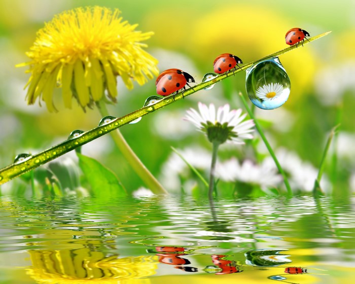 Ladybugs on a blade of grass with water drops and dandelions