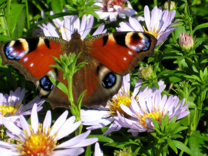 Peacock butterfly on aster flowers