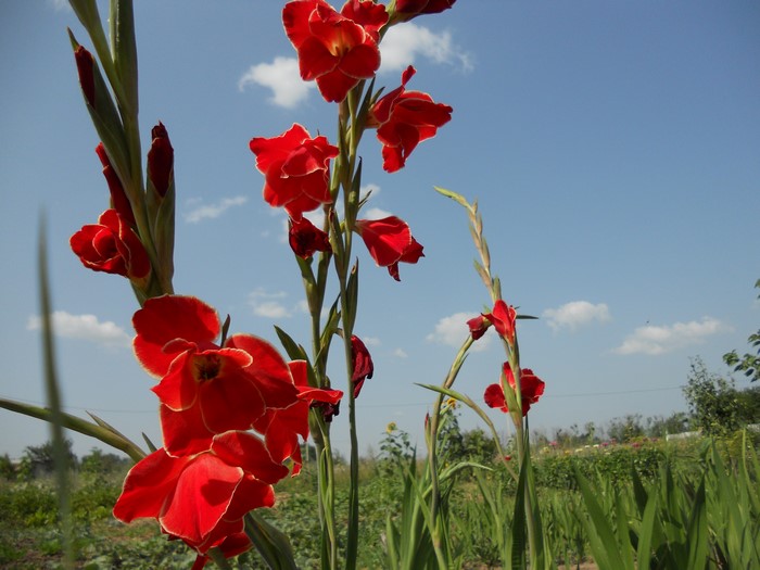Red Gladioluses in Bloom