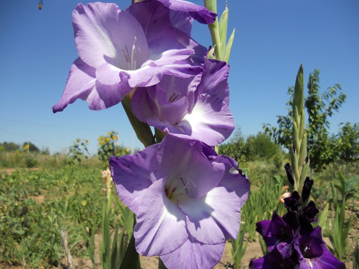 4K Gladioluses Violet