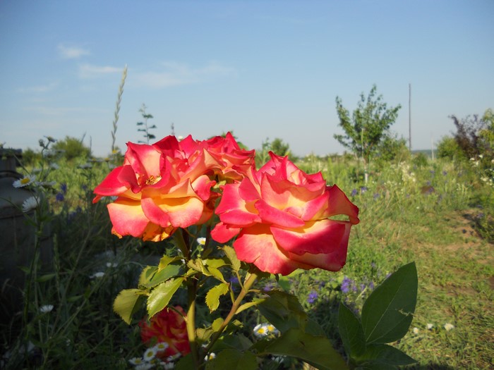 Two-toned roses in a garden