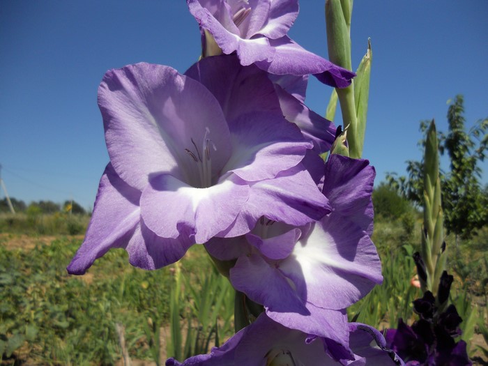 Purple Gladiolus Flowers in Bloom