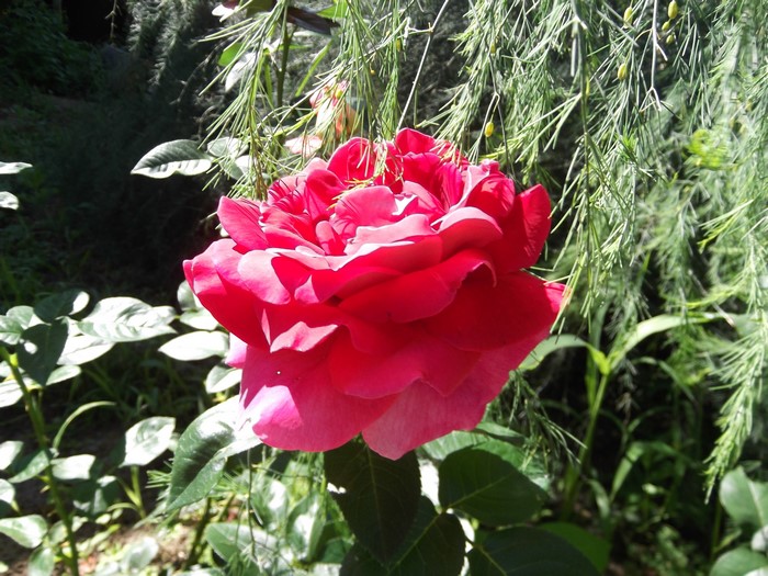 Red Rose in Garden