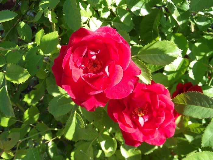 Red Roses and Green Foliage
