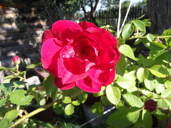 Red Rose in a Garden