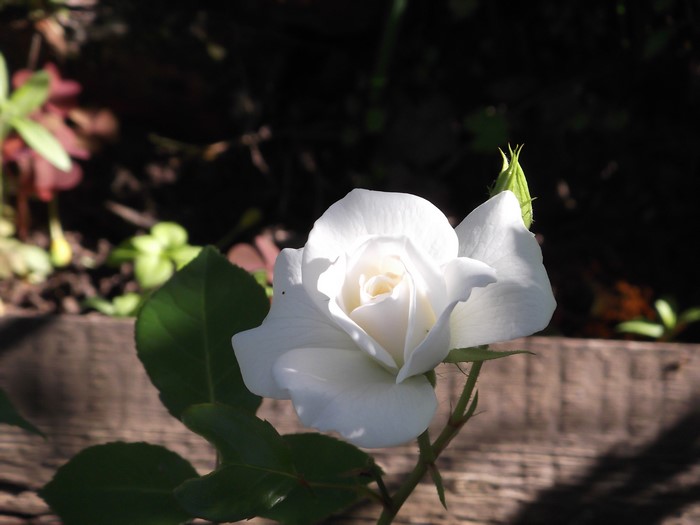 White Rose with Bud