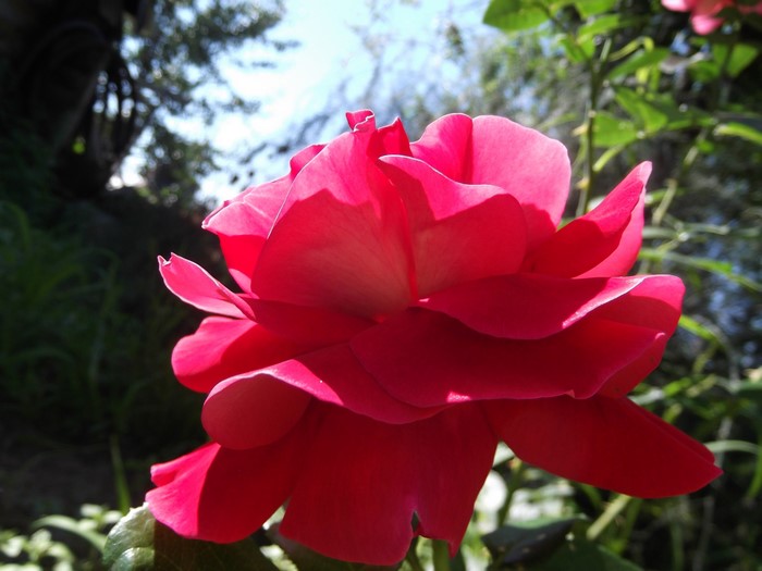 Red Rose with Green Foliage