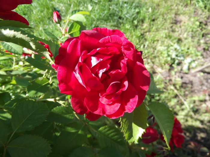 Red Rose in Garden