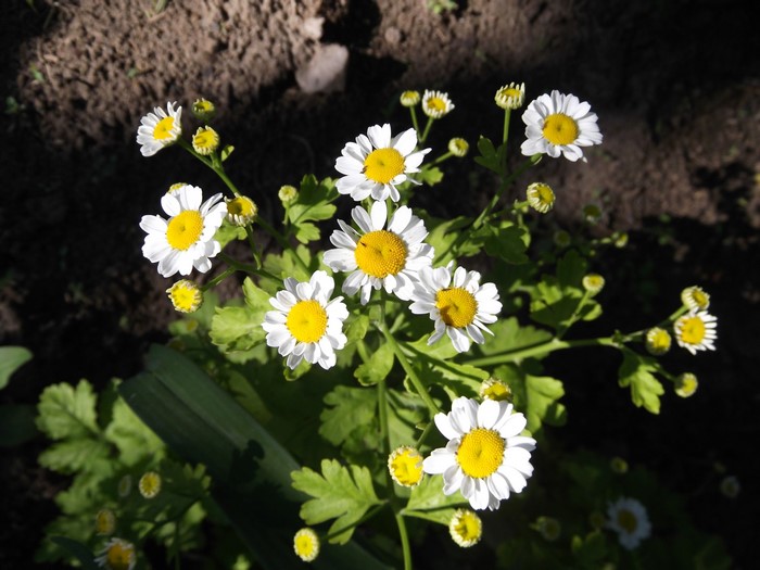 4K Camomiles in a Garden