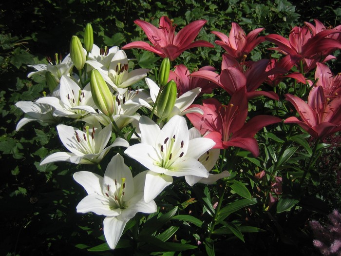 White and pink lilies in a garden