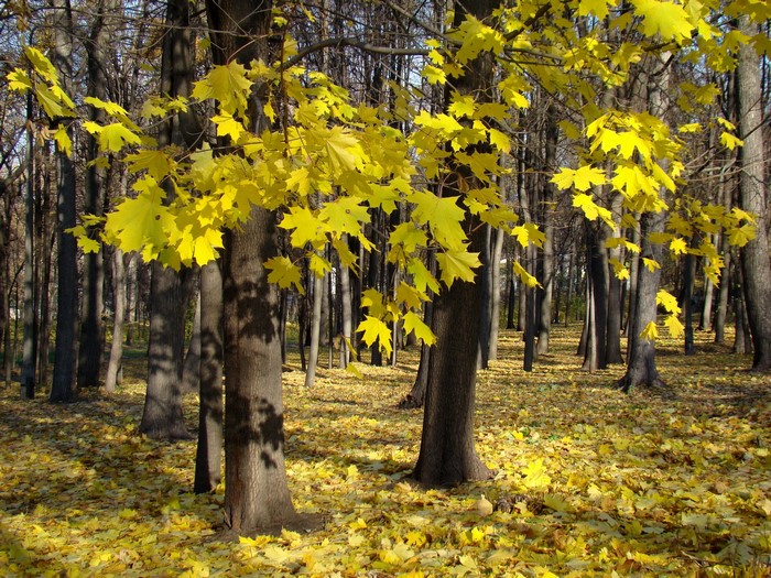Autumn park with yellow maple leaves and trees