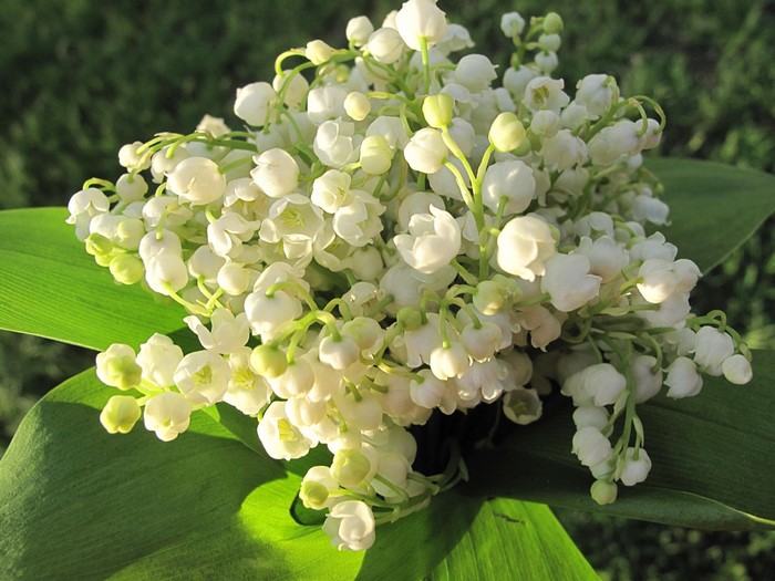 Bouquet of white lilies of the valley with green leaves