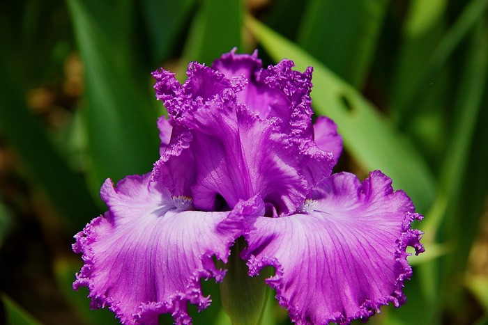 Close-up of a purple bearded iris flower