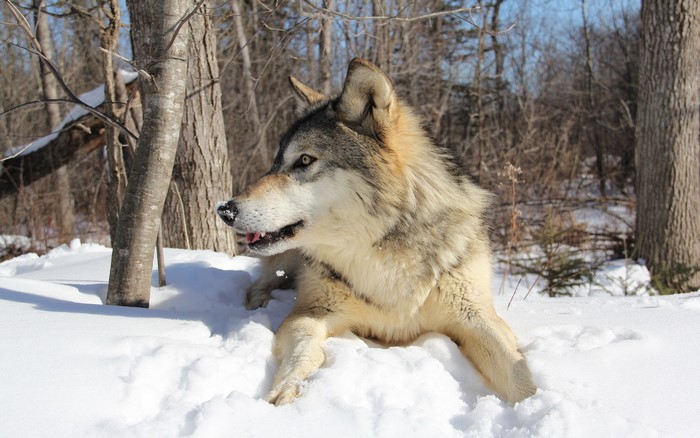 Wolf lying in the snow in a forest