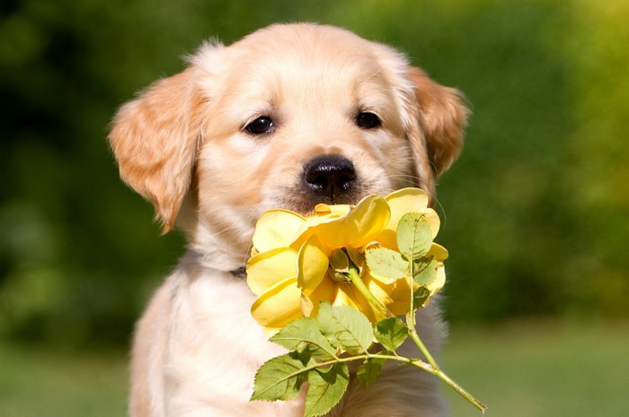 Golden Retriever puppy holding a yellow rose