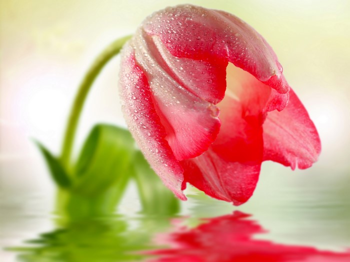 Red Tulip with Water Drops Reflected in Water