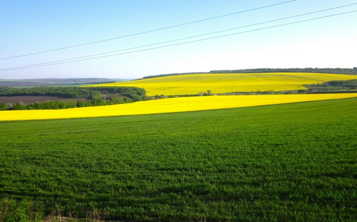 Green and yellow fields under a clear blue sky