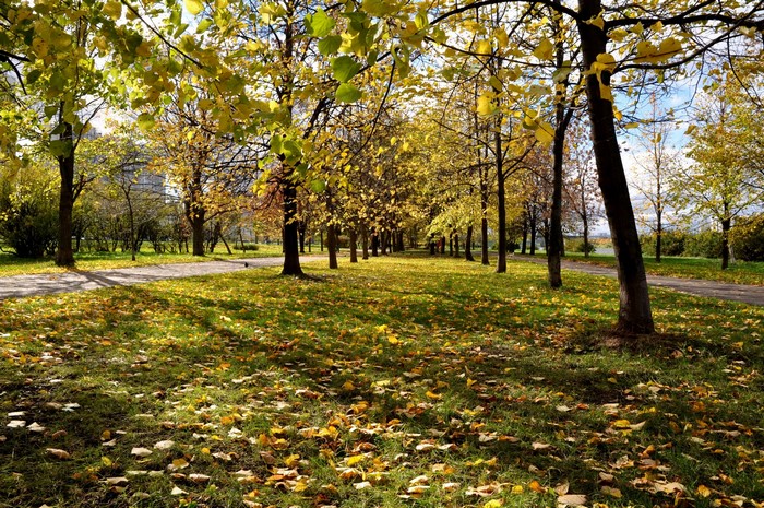 Autumn park with fallen leaves and trees in Moscow