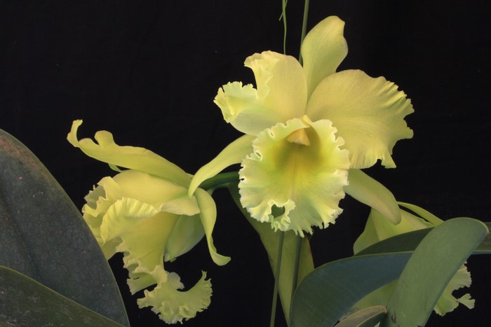 Yellow Orchid