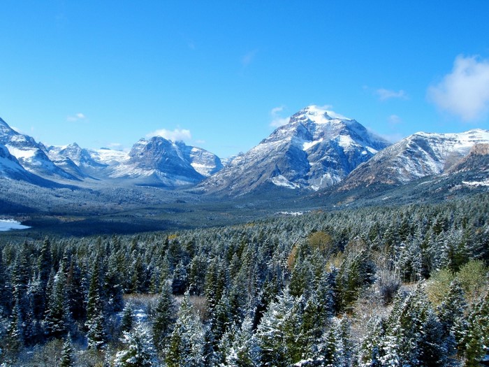 Snow-covered mountains and pine forest under a blue sky