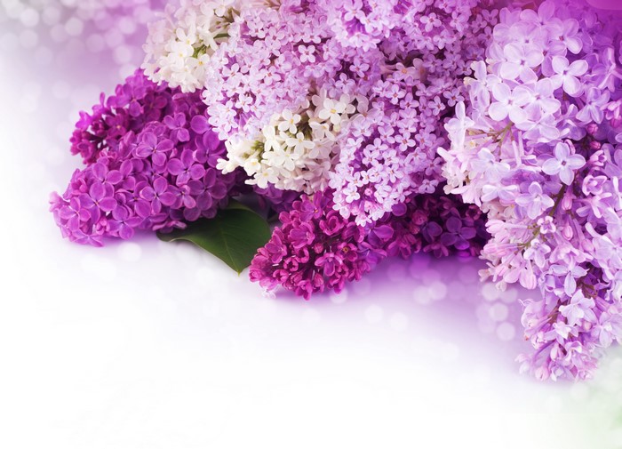 4K Lilac and Violet Flowers