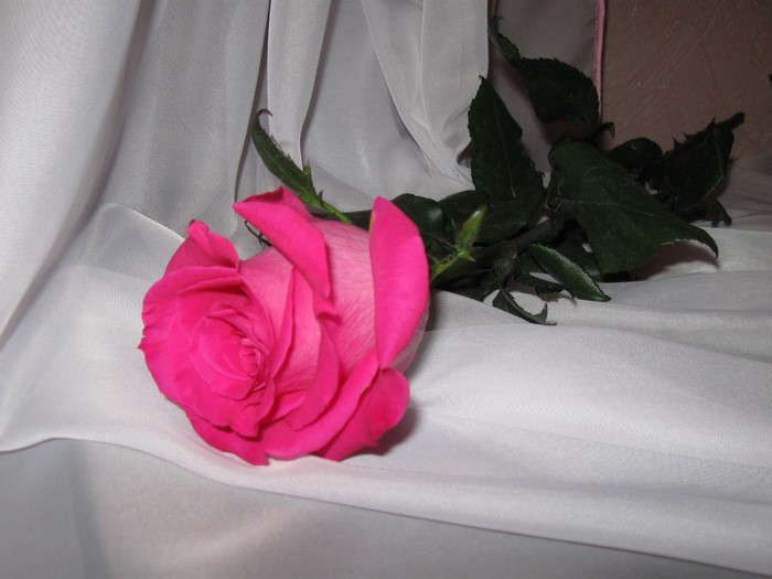 Pink rose on white fabric