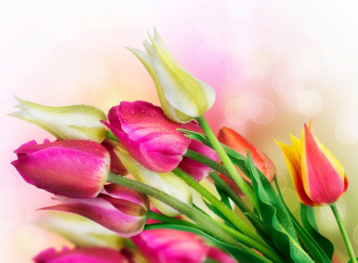 Tulips with water droplets