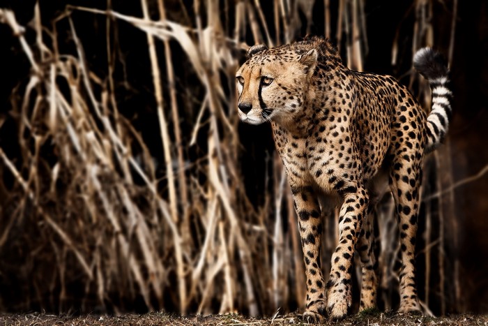 Cheetah standing in tall dry grass
