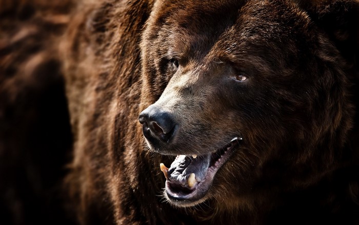 Close-up of a brown bear's face with mouth open