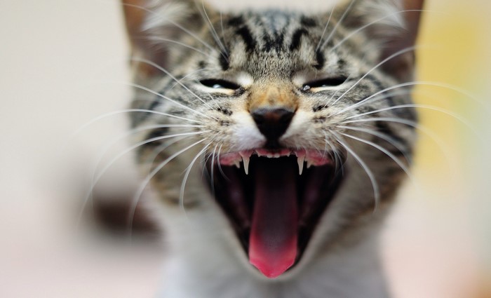 Close-up of a tabby cat yawning with sharp teeth