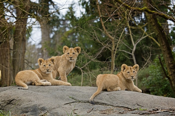 Three lion cubs on a rock