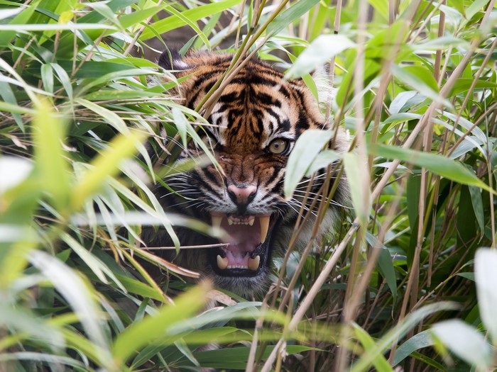 Tiger roaring through bamboo foliage