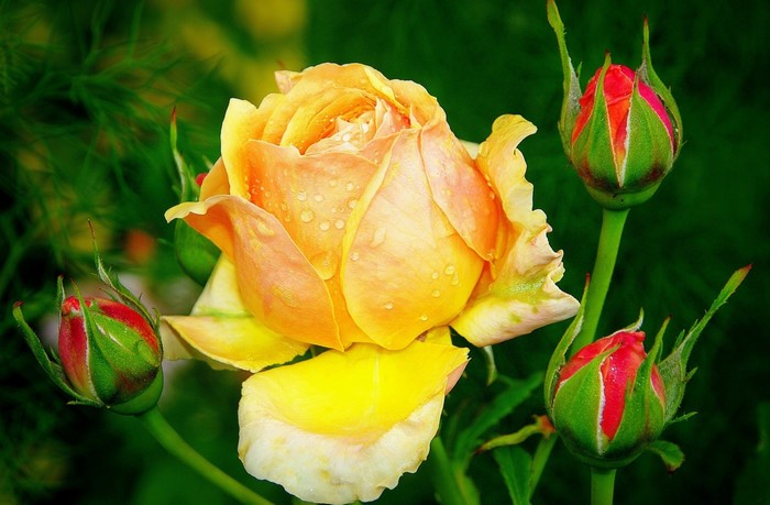 Yellow rose with water drops and red-tipped buds