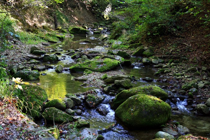 Mossy rocks in a forest stream