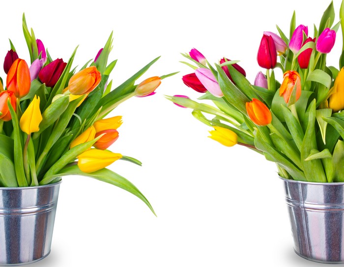 Bouquets of colorful tulips in buckets