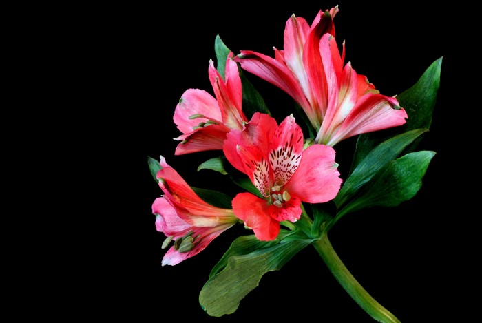 Pink and red Alstroemeria flowers on black background