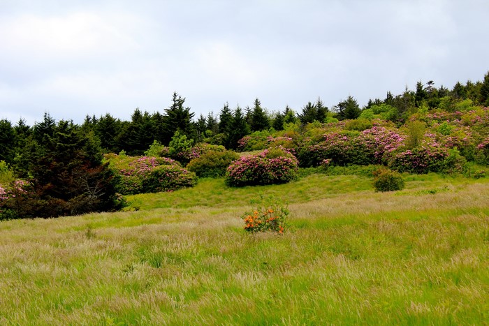 Rhododendrons and pine trees on a grassy hillside