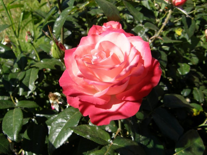 Pink and white rose with bud