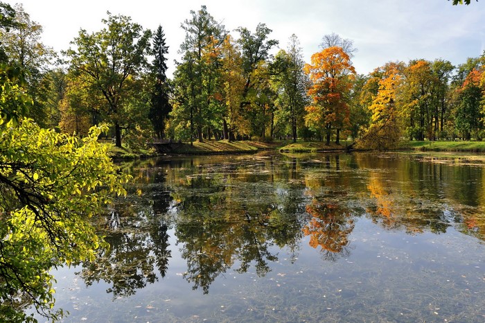 Autumn trees reflected in a pond in a park