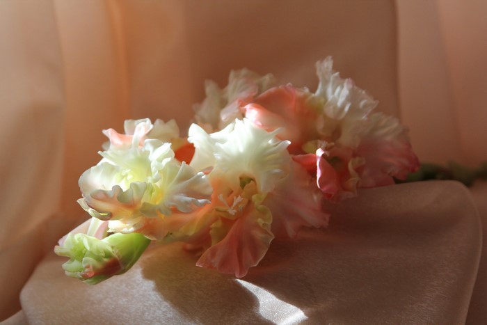 Pink and white gladiolus flowers on a peach fabric